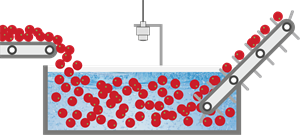 Food Tomatoes Washing line level measurement