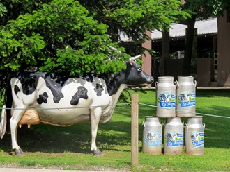 Only one of La Fageda’s special features – company-owned cows deliver the milk for the yoghurt.