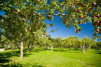 Fields filled with fruit trees.
