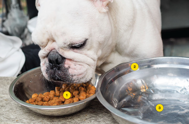 Dog Blog